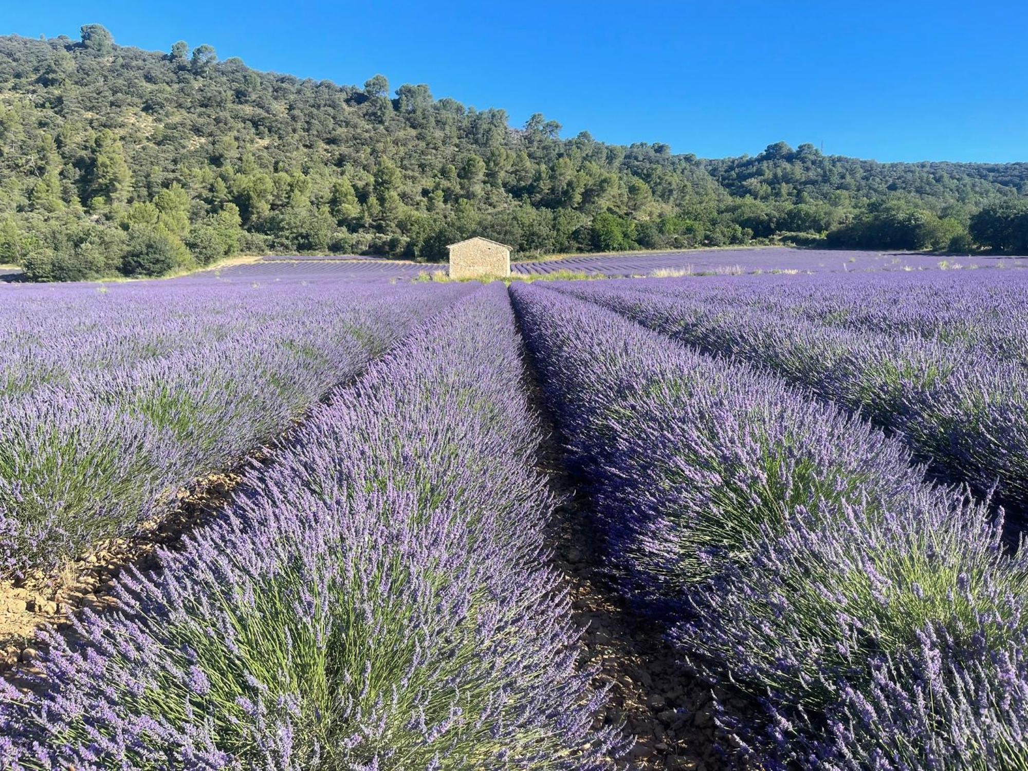 شقة Coeur De Provence Gréoux-les-Bains المظهر الخارجي الصورة